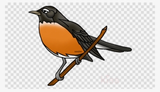 Bird Robin Transparent Background Clipart European - Plants Are Important For Us #5716184