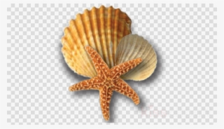 Sea Shells Png Clipart Starfish Seashell Oyster - Bathroom Rules - Bathroom Sign - Bathroom Plaque #5718270