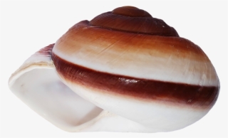 Free Png Ocean Sea Shell Png Images Transparent - Shell #5718570