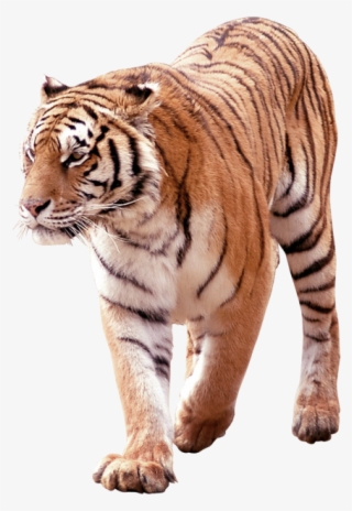 South China Tiger Png #5719837