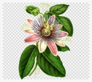 Download Botanical Drawing Passion Vine Clipart Purple - Passion Flowers Drawing Png #5719965