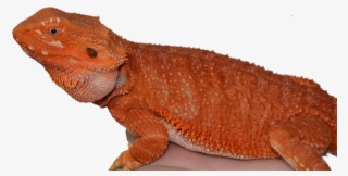 Citrus Bearded Dragon - Dragon #5721337