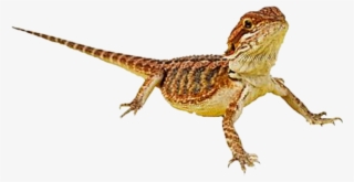 Report Abuse - Bearded Dragon #5721490
