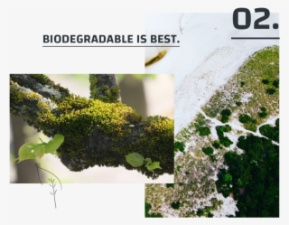 Biodegradable Is Best #5721643