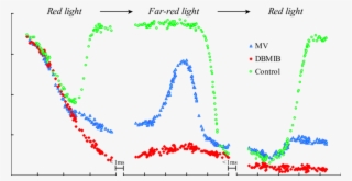 Leaves Were Exposed To A Sequence Of Red Fr (15 S) - Plot #5722384