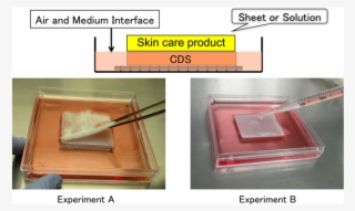 Culture System Using Wound Surface Model - Skin Care #5723754