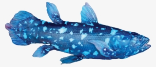 Latimeria Chalumnae Coelacanth - Coelacanth Latimeria Chalumnae #5726490 Latimeria Chalumnae Coelacanth - Coelacanth Latimeria Chalumnae #5726490