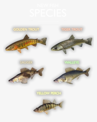 Maybe You Should Find Out For Yourself About The Secrets - Trout #5726830