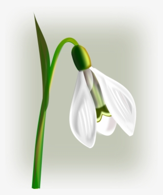 Snowdrop Png #5727127