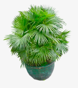 Plant Png - Houseplant #5731724