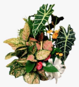 Tropical European Garden #5731913