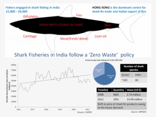 Globally, 14 July Is Observed As Shark Awareness Day - Infographic #5736212