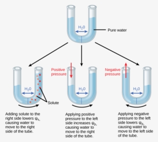 Image - Water Potential Meaning #5736496
