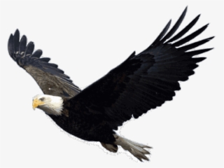 Bald Eagle Png Transparent Images - Eagle Png #5737487