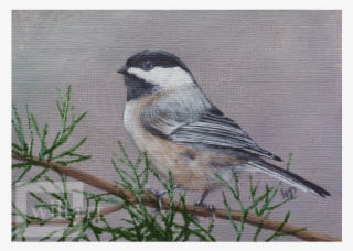 Chickadee Png #5737955