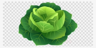 Cabbage Png Clipart Clip Art #5738003