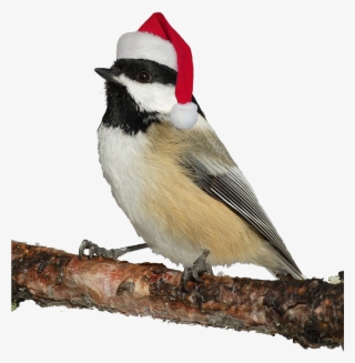 A Great Chickadee With Santa Hat - Christmas Bird #5738076