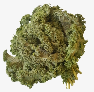 1531937704003 - Herbal Tea Leaves #5738239