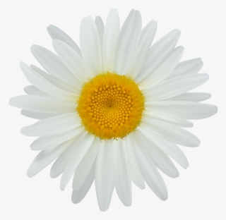 Daisy Clip Art Png Image - Sun Flower White Png #5739170