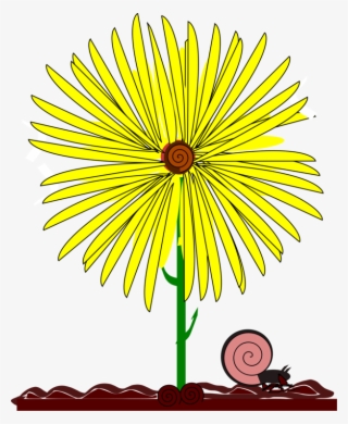 Common Daisy Common Sunflower Yellow Snail #5739382