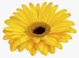 Free Png Yellow Gerbera Decorative Transparent Png - Yellow Flowers Transparent Backgrounds #5739606