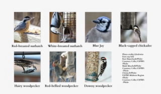 Have You Seen These Guys - Duluth #5739822