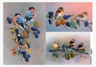 Artland Ruud Weenink: Ast Mit Beeren Und Vögel, Produkt:leinwand, #5739937