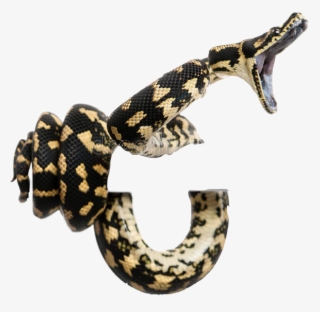 Snake Snakes Coiled Striking Boa Constrictor Boaconstri - Python Snakes #5740127