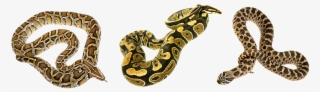 Snake, Terrarium, Camo, Bastards - Snakes #5740400