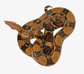 Snake - Python Animal Png #5740553
