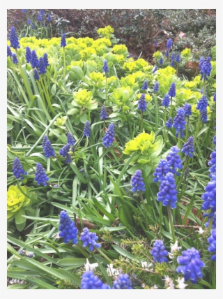 Bluebells-transparen - - Grape Hyacinth #5740556
