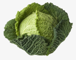 Cabbage Plant Png Clip Transparent Library - Vegetable Cabbage #5740957