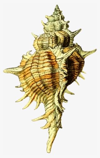 This Free Icons Png Design Of Sea Shell 43 #5741030