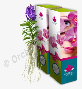 Vanda Blue Magic - Vanda Blue Magic Ss1 #5741035