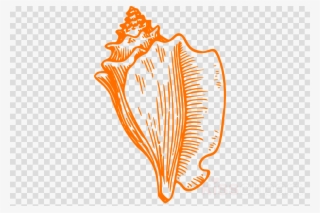 Conch Shell Drawing Clipart Drawing Conch Clip Art - Conch Shell Clip Art #5741086