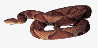 Snake - Photograph #5741242
