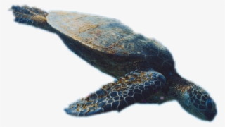 Turtle #5744874