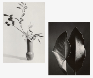 Some Plants Are Toxic To Pets - Photography #5745139