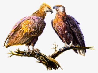 Click And Drag To Re-position The Image, If Desired - Madagascan Fish Eagle #5750117