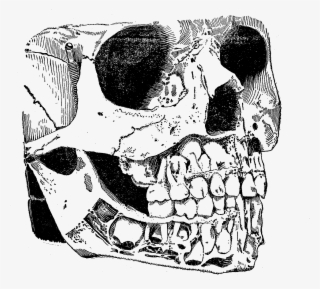 Vintage Skull Png Graphic Stock #5752788