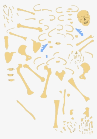 Hand Clipart Hand Anatomy Human Skeleton - Skeleton #5752847