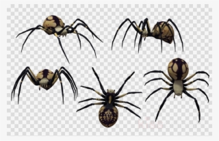 Black Widow Spider Side View Clipart Spider Southern - Latrodectus Tredecimguttatus #5755437