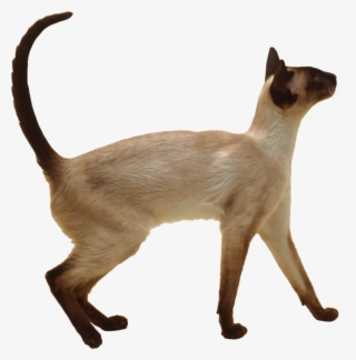 Cat Png, Download Png Image With Transparent Background, - Gato Siames Raça Pura #5756003