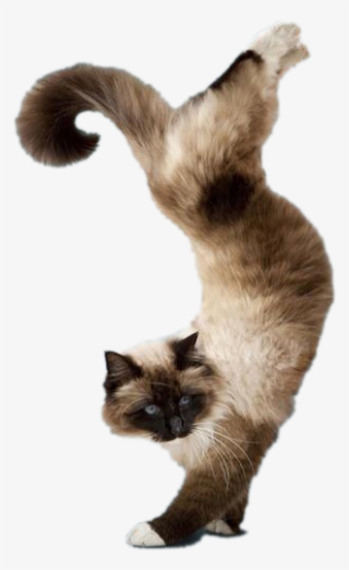 Yoga Cats Png Clip Art Free Download - Yoga Cats Together Wall Calendar By Browntrout #5756553