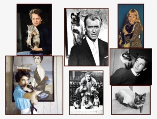 Collage - Michael J Fox Badge Reel #5756973