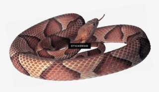 Gold Flower Frame Border Frames - Slangen Stig Dagerman Bog #5757758