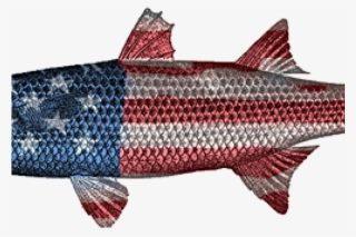 Why Won't Mullet Hit My Bait And Why Do They Jump From - Water #5761699