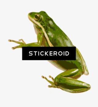 American Green Tree Frog - Squirrel Tree Frog #5765133