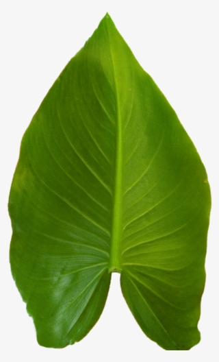 Calla Lily - Portable Network Graphics #5767036