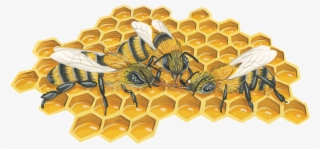 Hive Honeycomb - Honeycomb #5769082